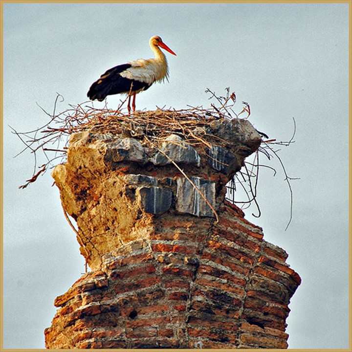 Selcuk: stork's nest